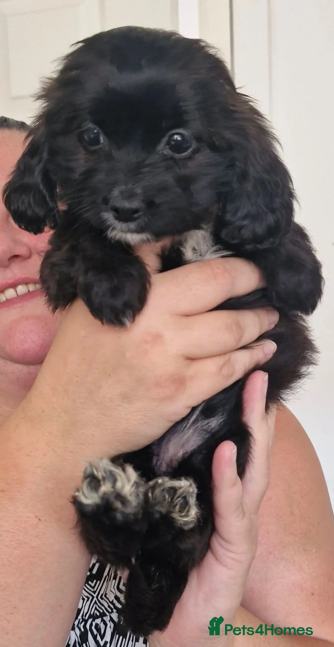 Mixed Breed dogs for sale: Mixed breed pups 2m1f - Advert 2