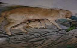 Golden Retriever dogs for sale: Beautiful golden retriever puppies - Image 4