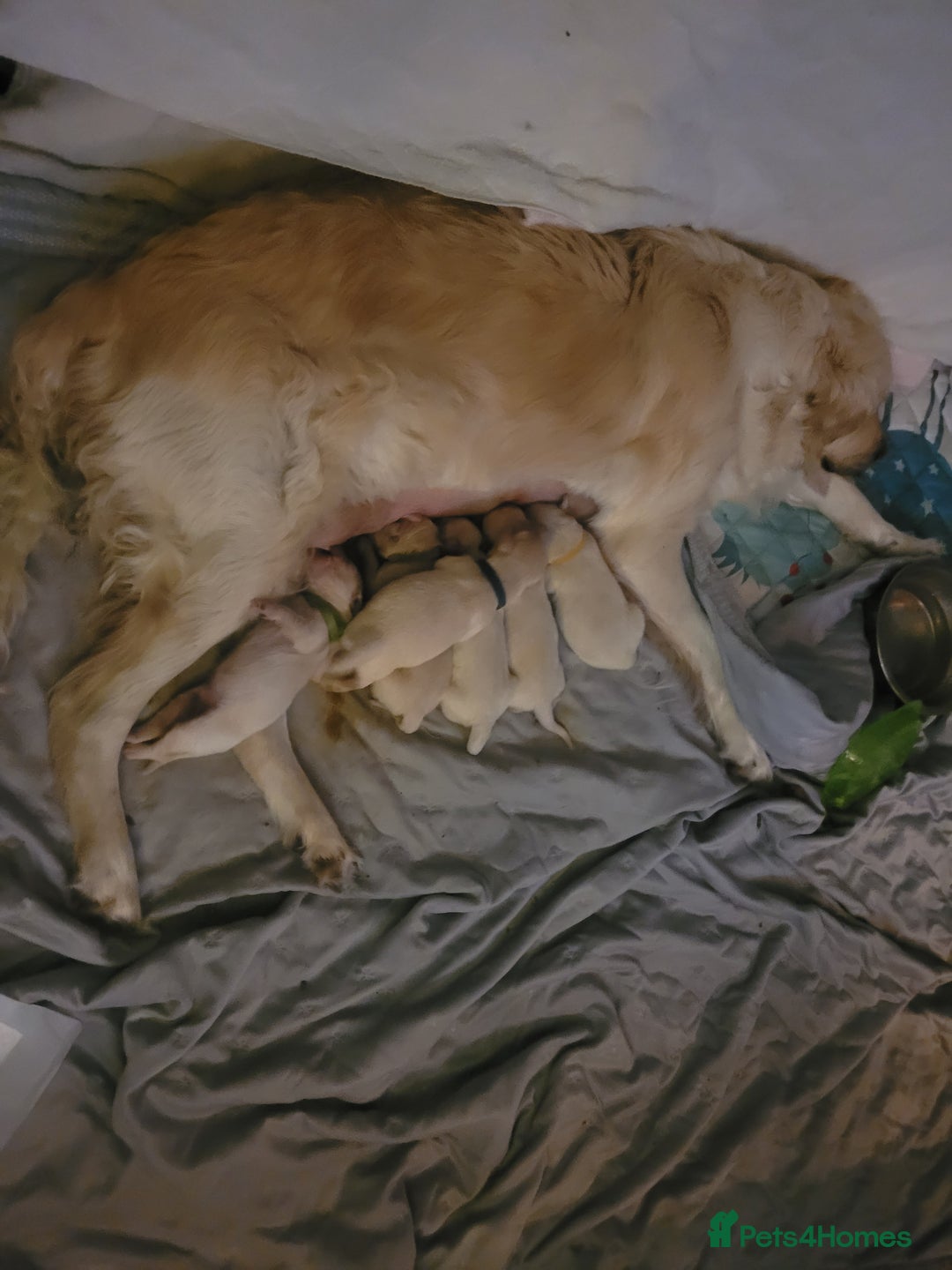 Golden Retriever dogs for sale: Beautiful golden retriever puppies - Image 4