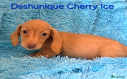Miniature Dachshund dogs for sale: Rainbow Litter KC REG mini Daxi  - Image 19