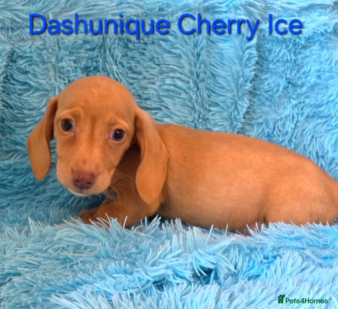 Miniature Dachshund dogs for sale: Rainbow Litter KC REG mini Daxi  - Image 19