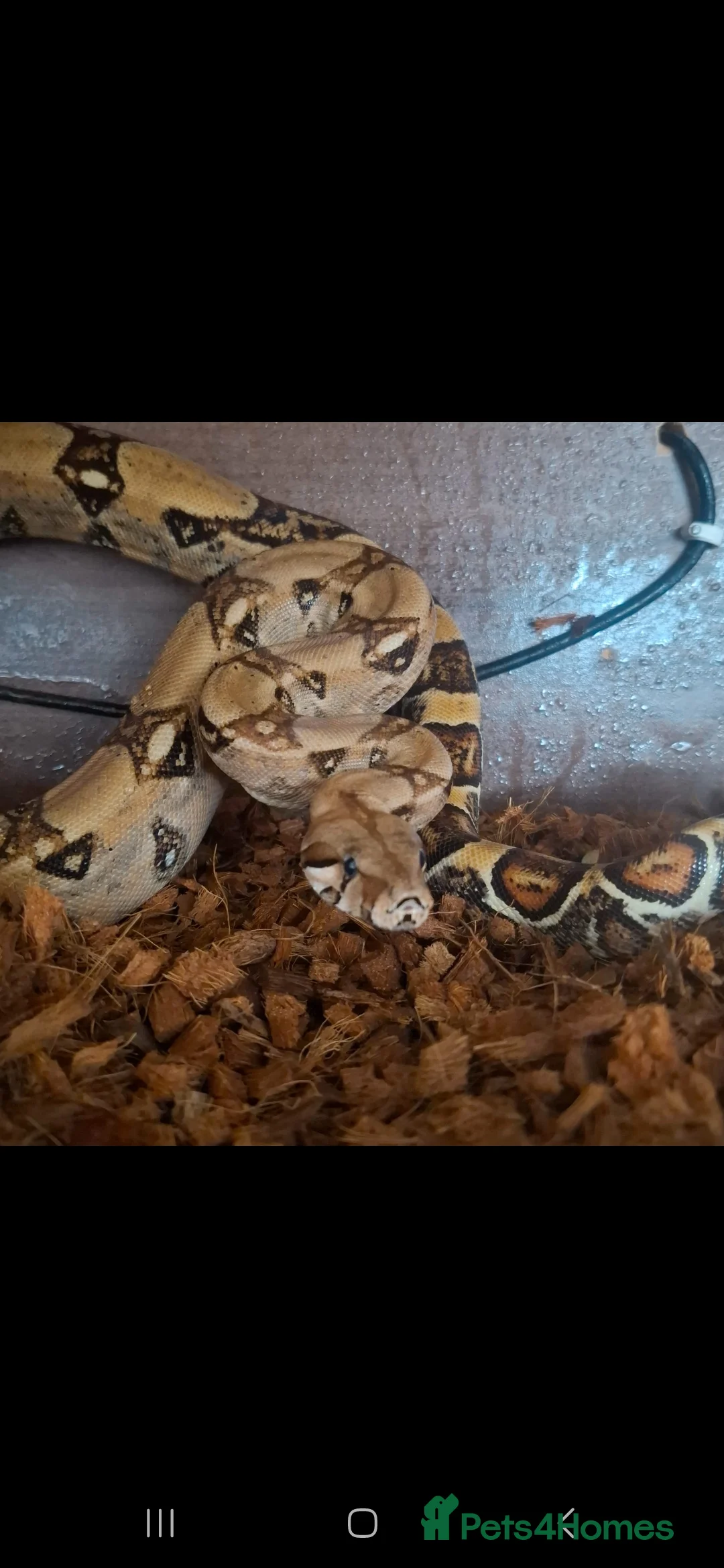 Boa Snake reptiles for sale: Boa constrictor  - Advert 1