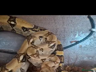 Boa Snake reptiles Boa constrictor - Advert 3