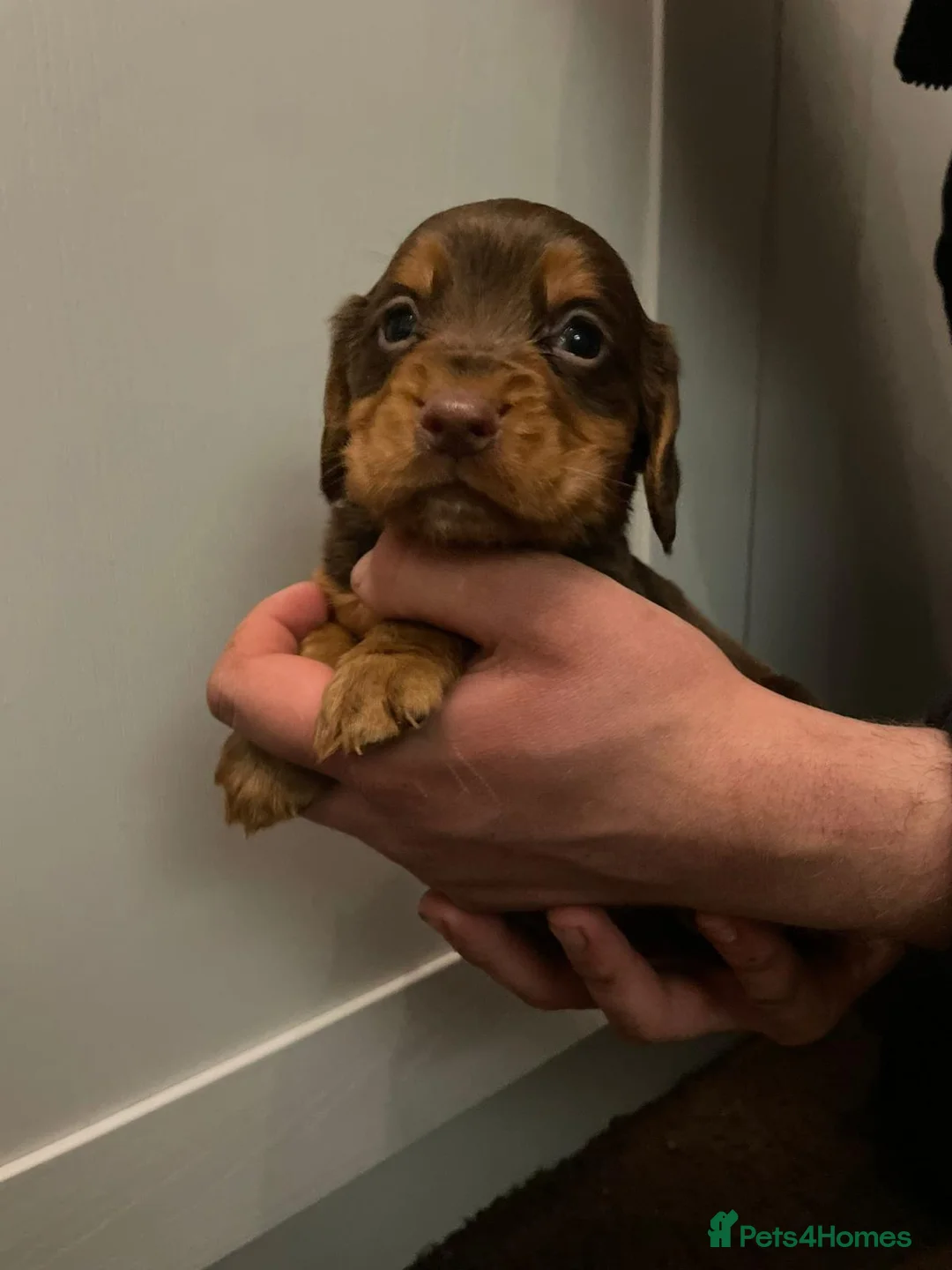 Cocker Spaniel dogs for stud: Outstanding OFTW Red Cocker, FULLY HEALTH TESTED in Bristol - Advert 28