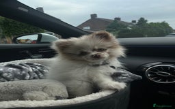 Pomeranian dogs for stud: Obi (for stud only)  - Image 6