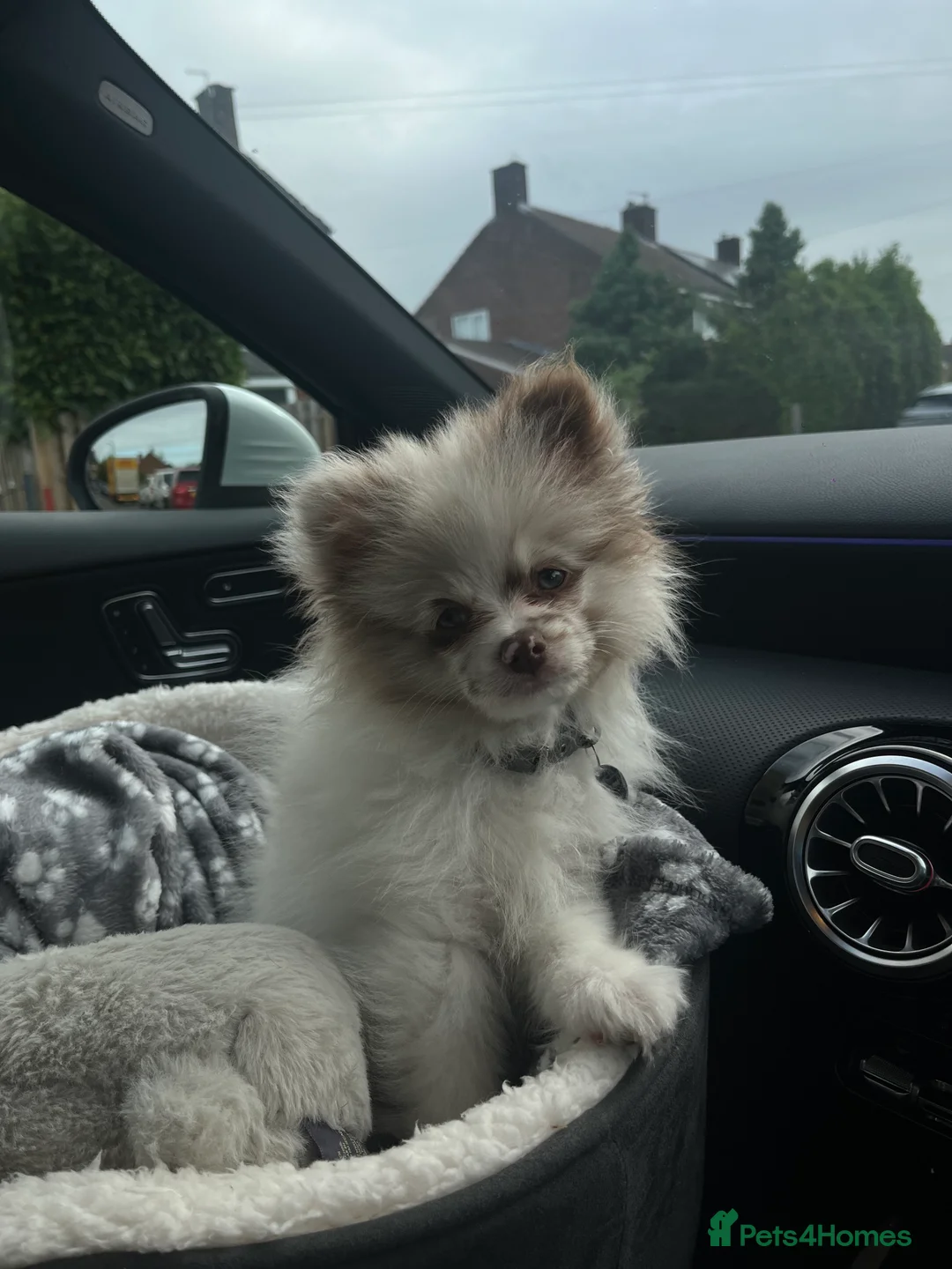 Pomeranian dogs for stud: Obi (for stud only)  - Advert 6