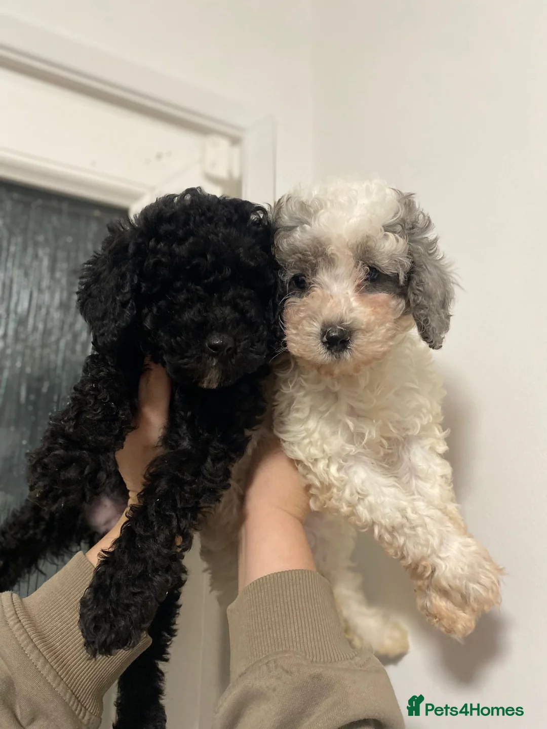 Cavapoo dogs for sale: Beautiful cavapoo puppies ready now - Advert 4