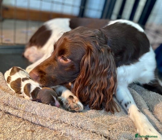 English Springer Spaniel dogs - Advert 4