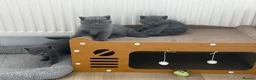 British Shorthair cats for sale: GCCF British shorthair kittens available  - Advert 9
