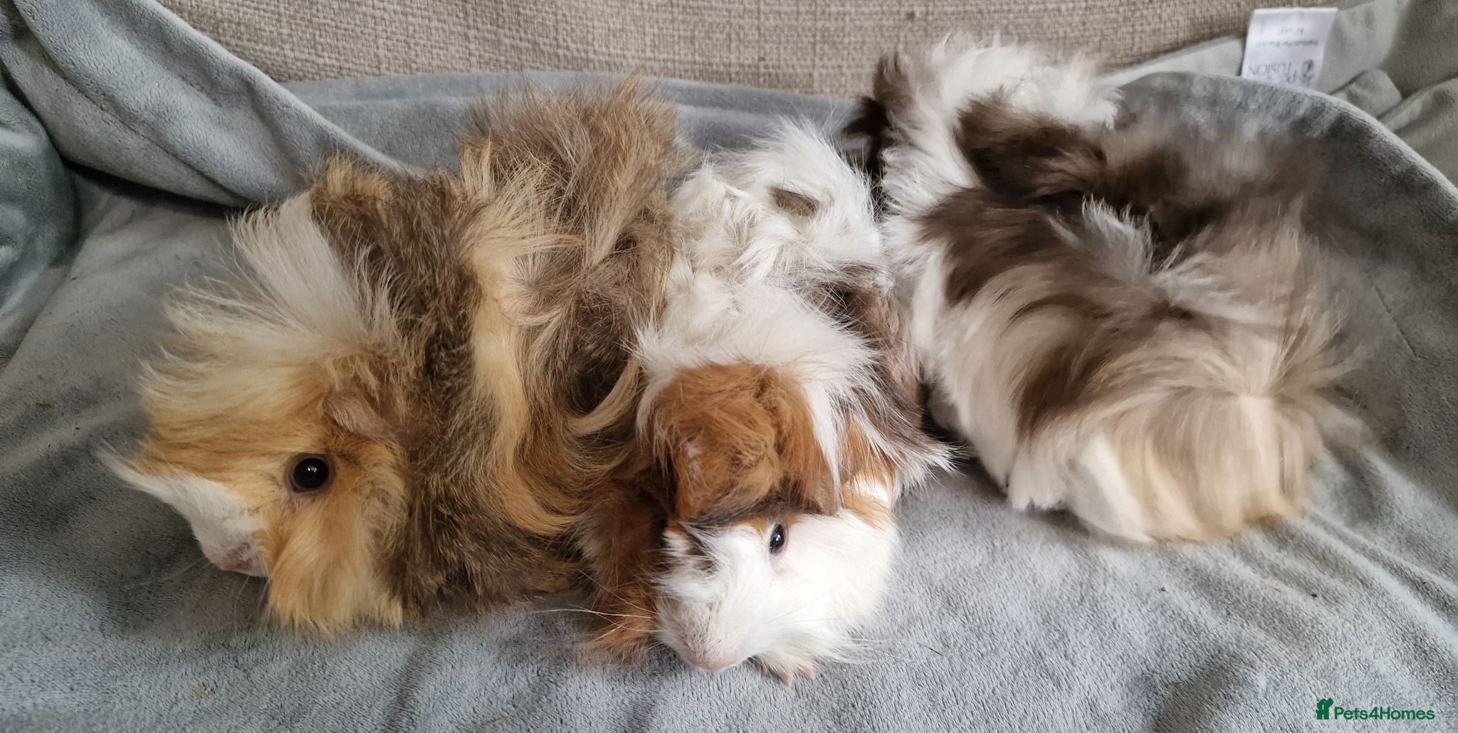 Guinea Pig rodents Abyssinian brothers - Advert 2