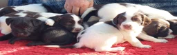 English Springer Spaniel dogs for sale: Springer Spaniel Puppies for sale - Advert 31