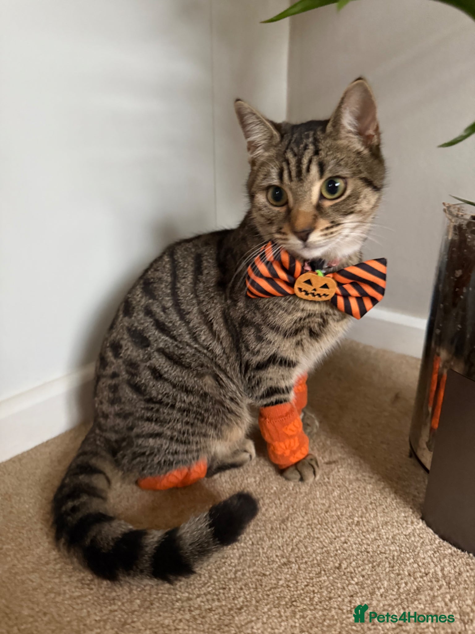 British Shorthair cats 1 year old tabby cat  - Advert 1