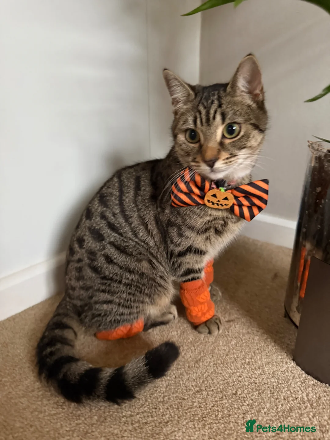 British Shorthair cats for sale: 1 year old tabby cat  - Advert 1