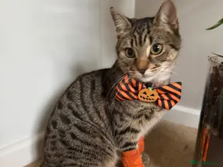 British Shorthair cats 1 year old tabby cat - Advert 4