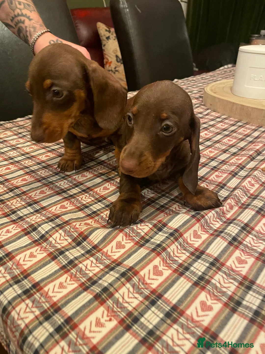 Dachshund dogs for sale: Dachshund puppies - Advert 16
