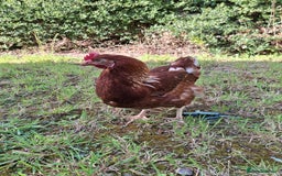 Chickens poultry for sale: Point of lay warren hens - Image 2