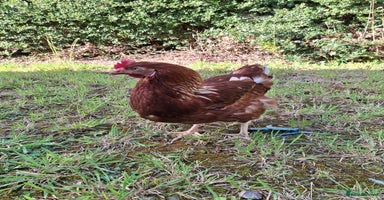Chickens poultry - Advert 14