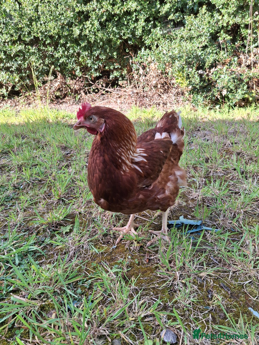 Chickens poultry for sale: Point of lay warren hens - Image 2