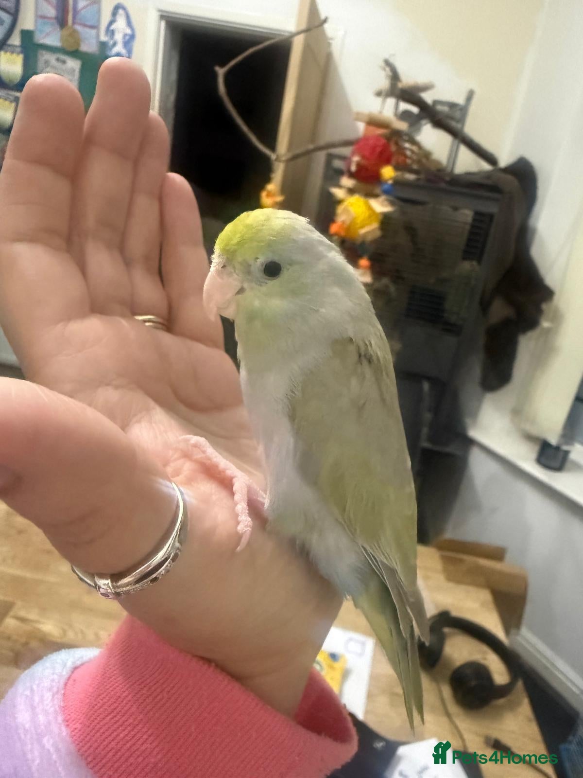 Parakeets birds Female hand tame parrotlet  - Advert 2