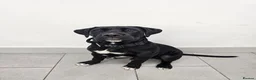 Cane Corso dogs for sale: 19Week old Cane Corso male Pup  - Advert 3