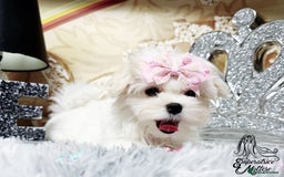 Maltese dogs for sale: Emperatrice Maltese-Korean Line Show Maltese KC Re - Advert 37