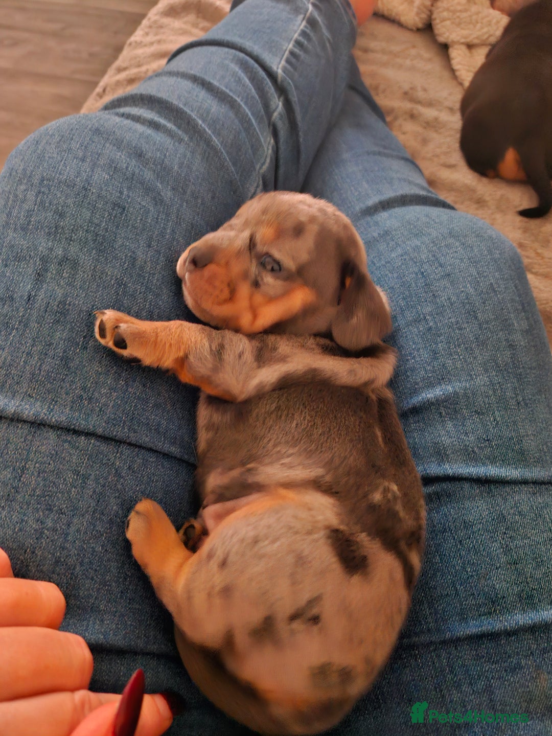 Mixed Breed dogs for sale: French Bull Wieners - Advert 6