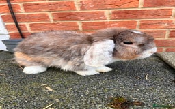 Angora rabbits for sale: Rabbits for adoption - Urgent - Image 7