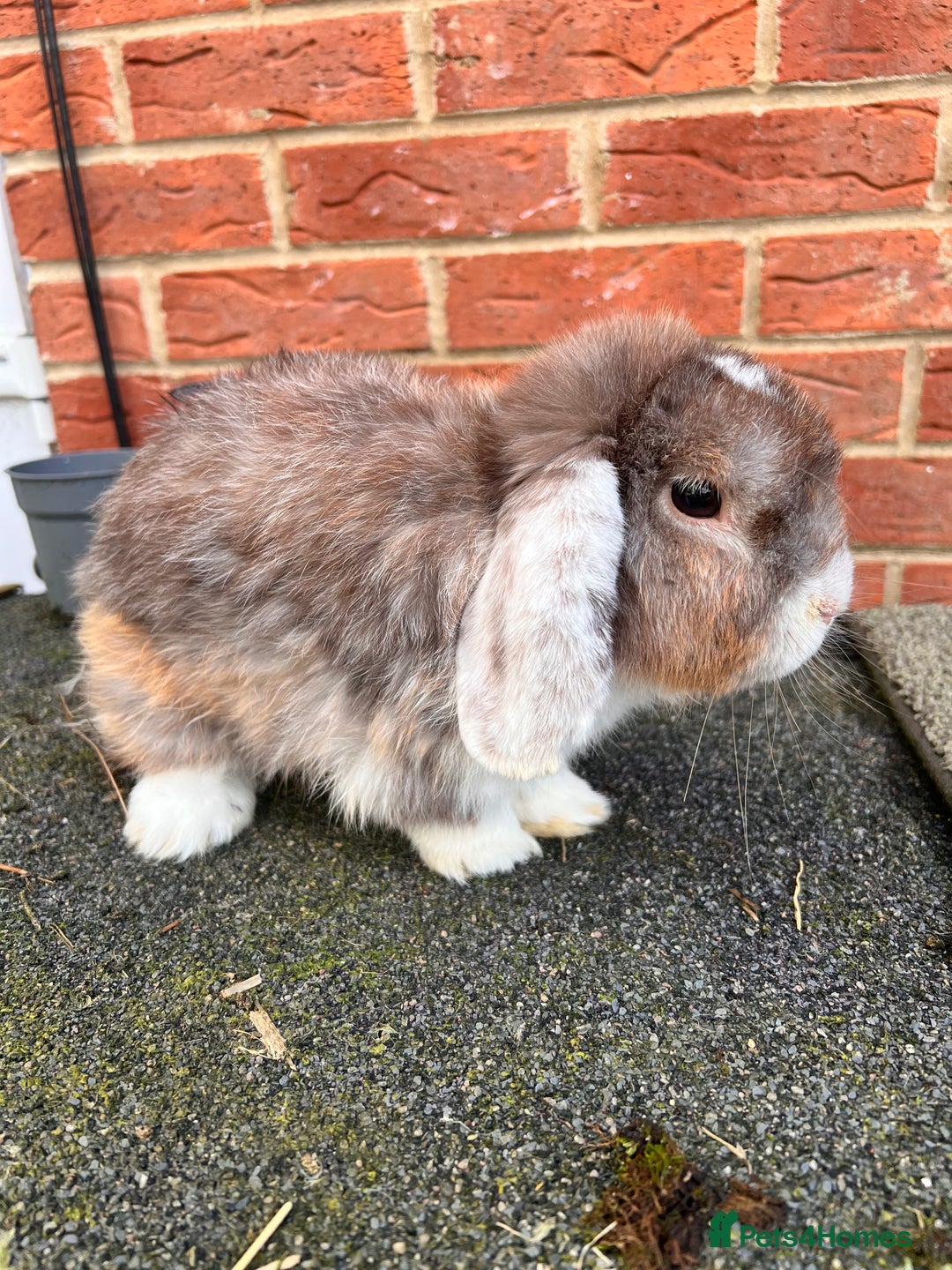 Angora rabbits for sale: Rabbits for adoption - Urgent - Image 7