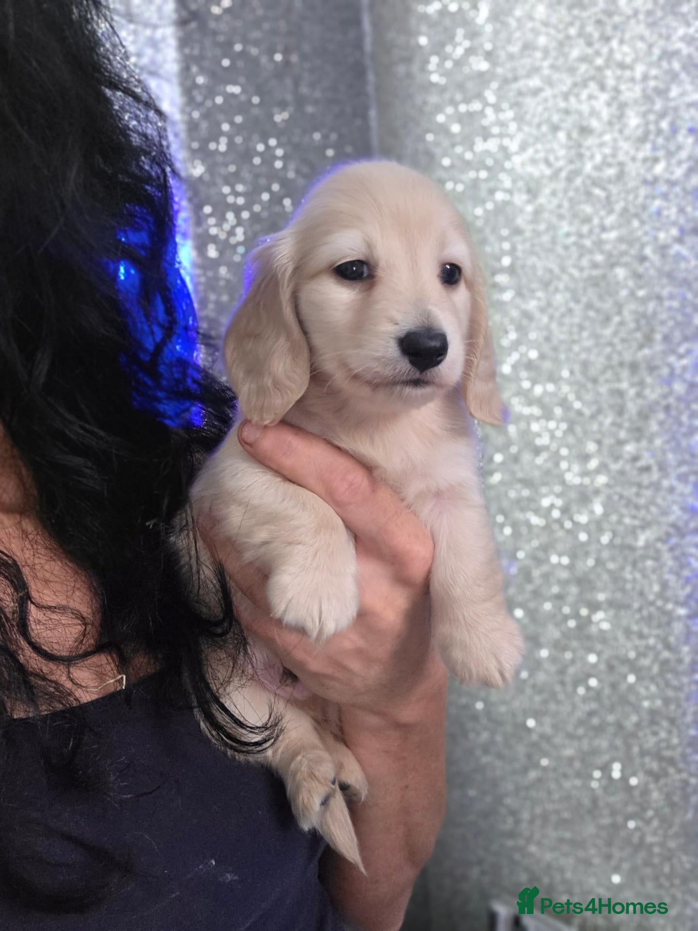 Miniature Dachshund dogs for sale: Clear cream miniature long-haired Dachshunds - Advert 2