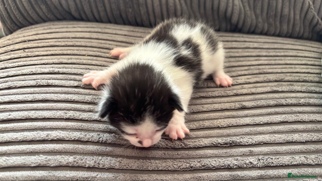 Mixed Breed cats for sale: Kittens  - Image 12