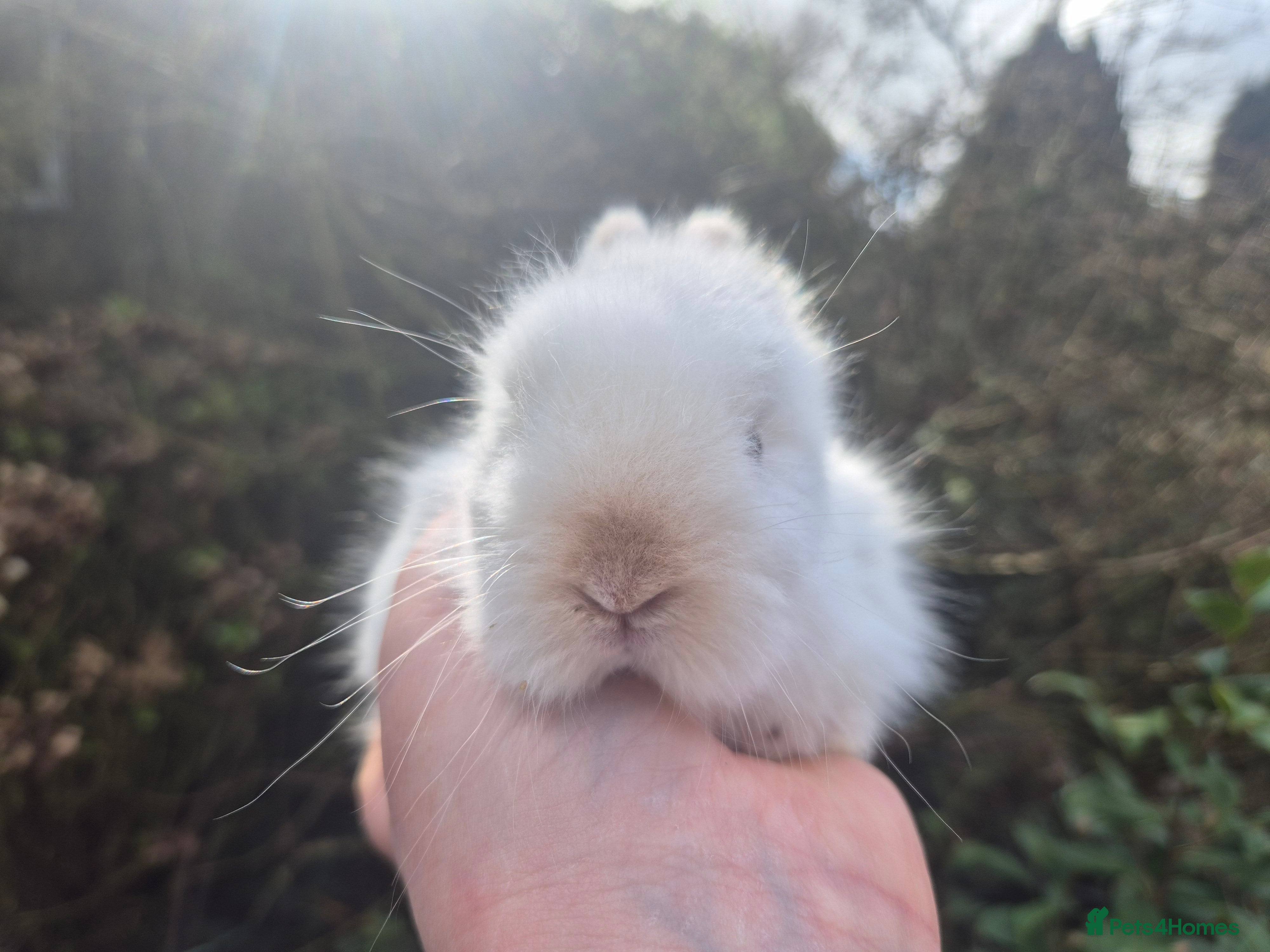 Angora rabbits 🩷💙Stunning Teddydwerg babies- imported parents🥰 - Advert 5