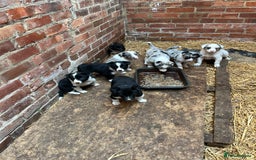 Border Collie dogs for sale: Beautiful farm bred border collie pups - Image 1