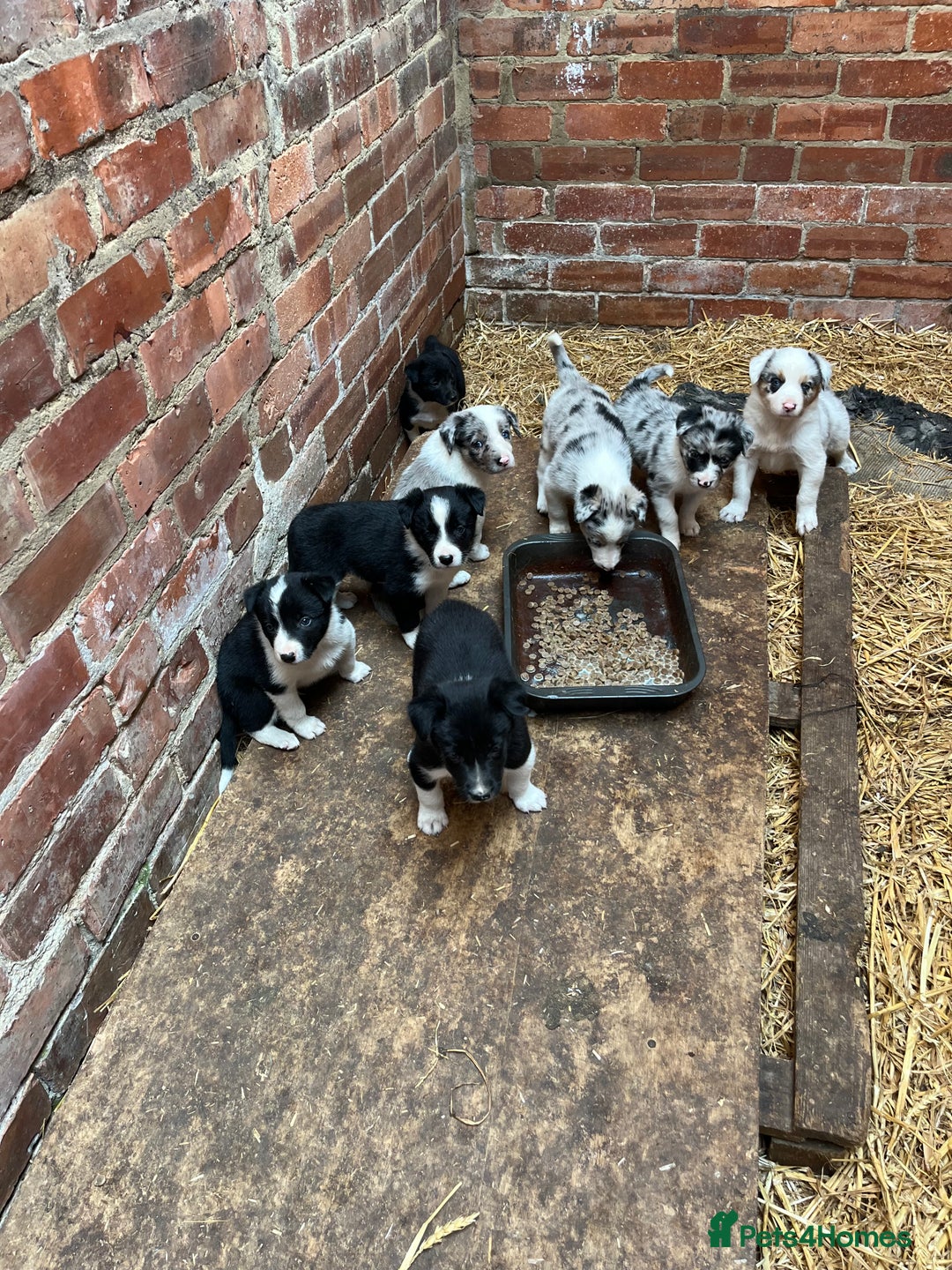 Border Collie dogs for sale: Beautiful farm bred border collie pups - Image 1