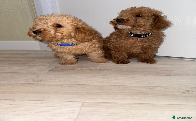 Poochon dogs - Advert 2
