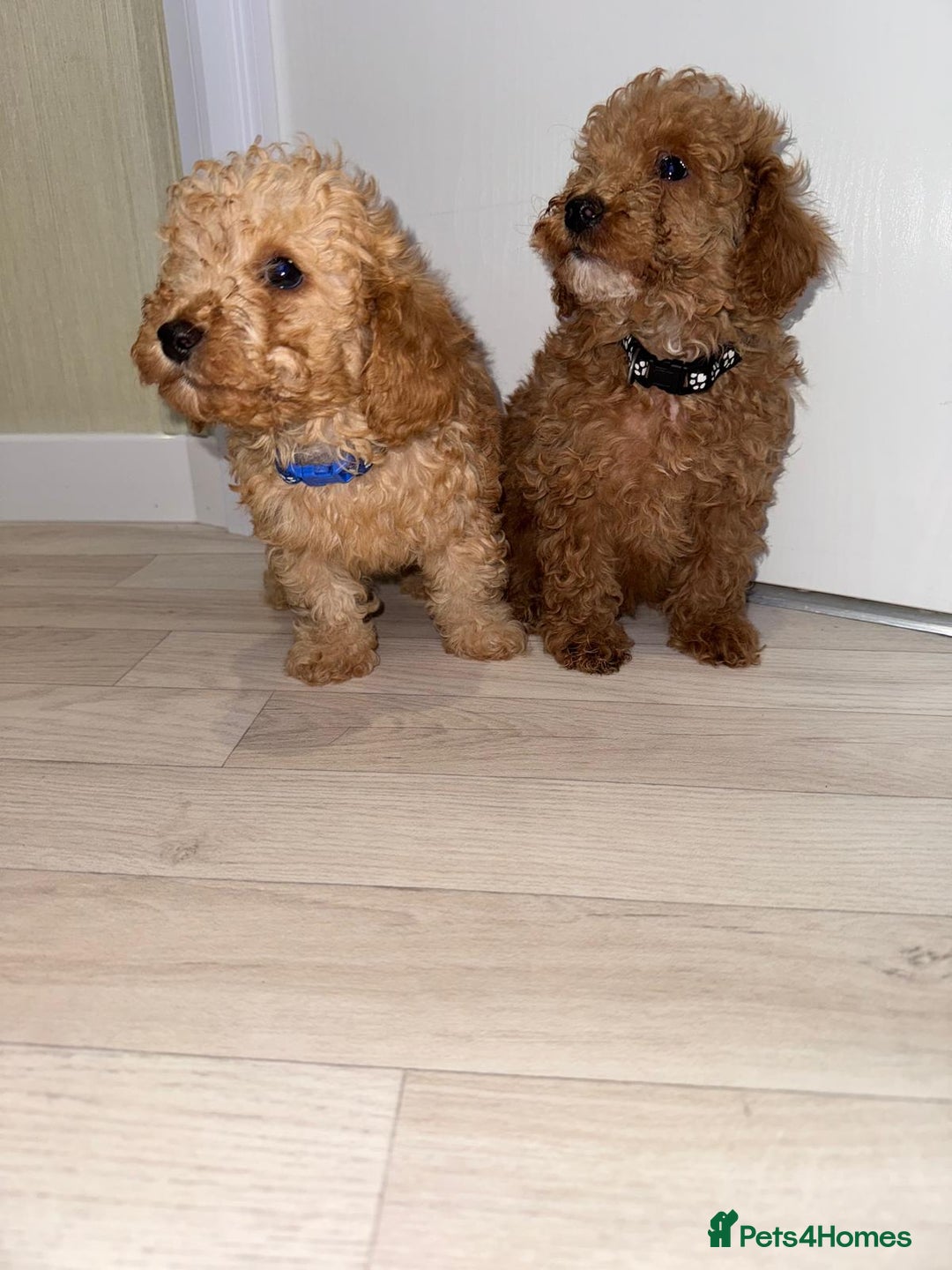 Poochon dogs for sale: Lovely poochon puppy’s for sale - Image 1