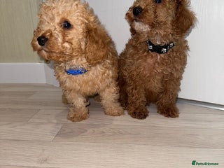 Poochon dogs - Advert 20