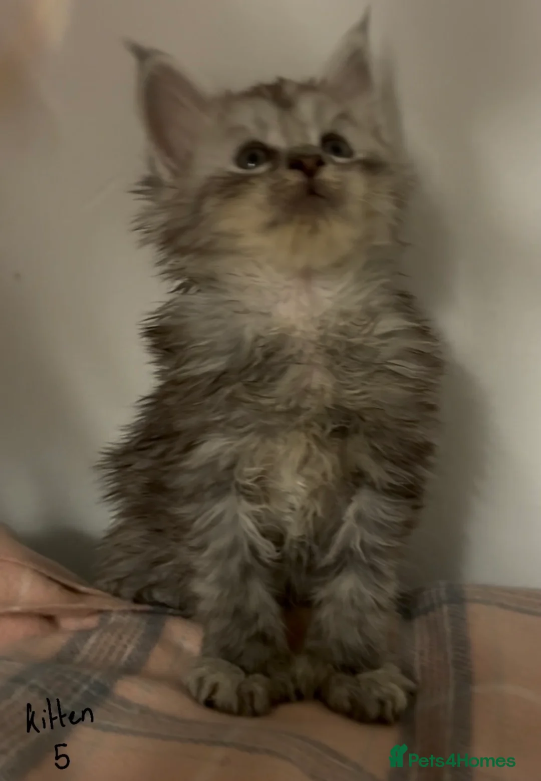 Maine Coon cats for sale: Polydactyl Maine Coon Kittens — TICA Registered  - Advert 10