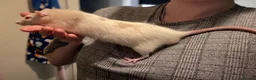 Rat rodents for sale: Rat boys  - Advert 2