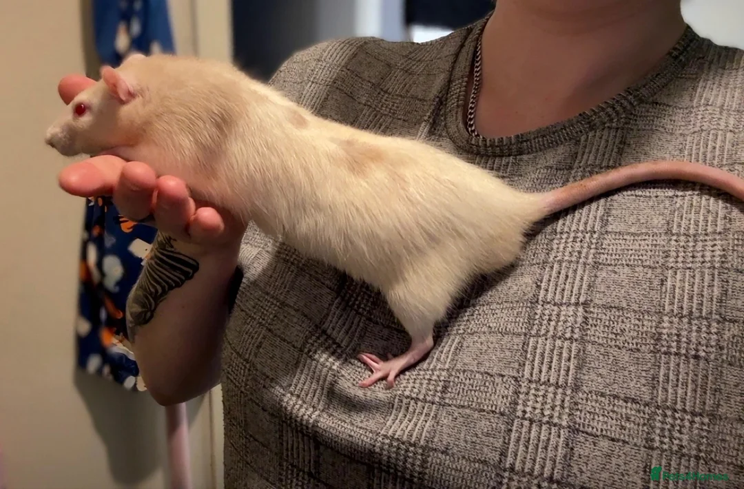 Rat rodents for sale: Rat boys  - Advert 2