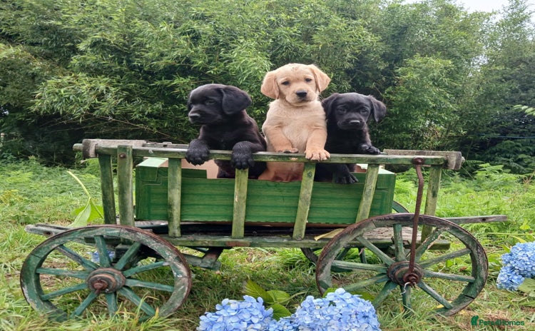 Goldador dogs - Advert 2