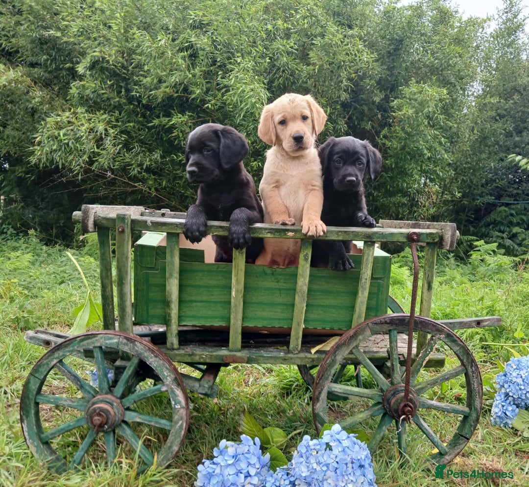 Goldador dogs for sale: Goldador Puppies  - Image 1