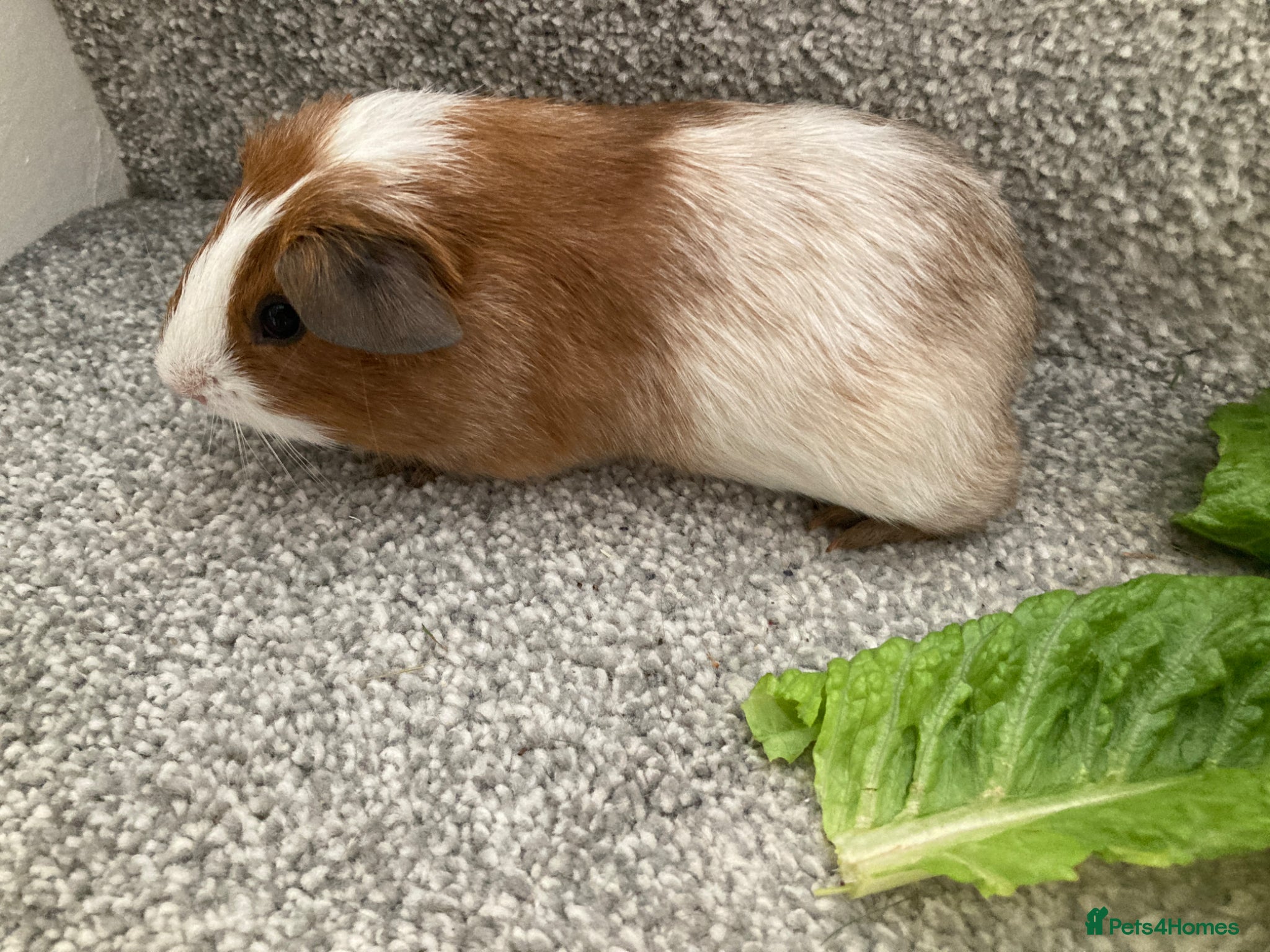 Guinea Pig rodents Pretty Baby Boars - Advert 13