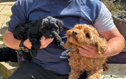Cockapoo dogs for sale: Cockapoo f1b tiny. Unusual colour 11 wks old  - Image 20