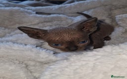 Sphynx cats for sale: Beautiful Canadian Sphynx kittens purebreed  - Image 7