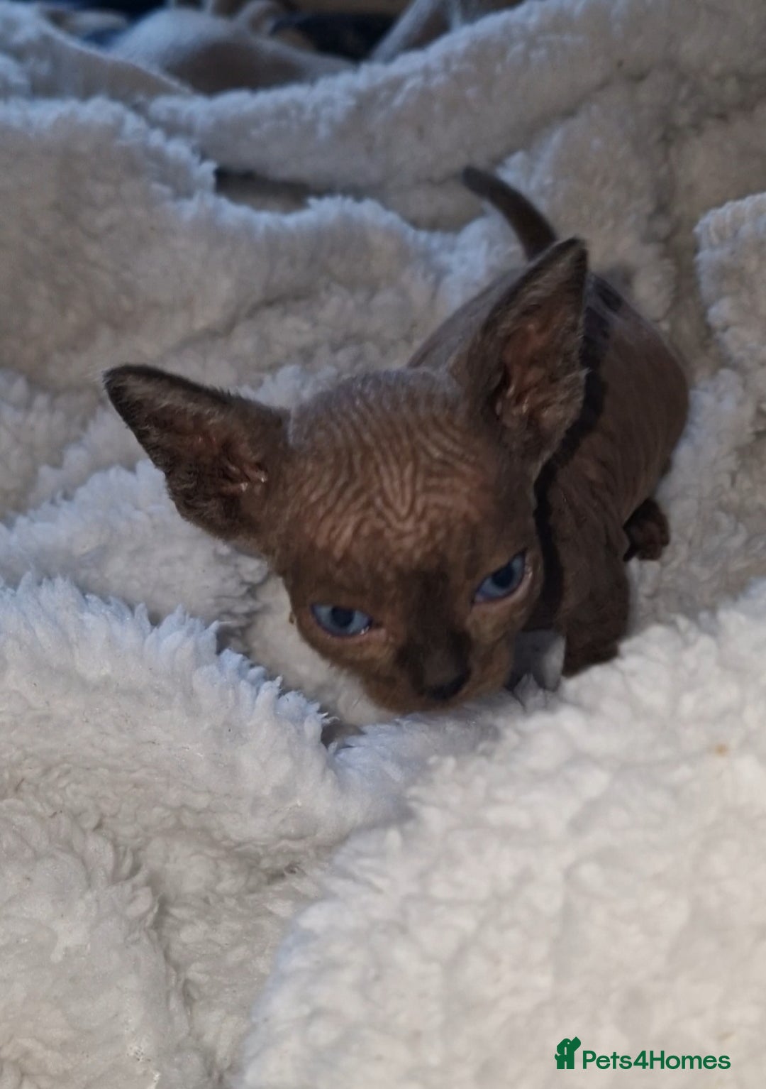 Sphynx cats for sale: Beautiful Canadian Sphynx kittens purebreed  - Image 7
