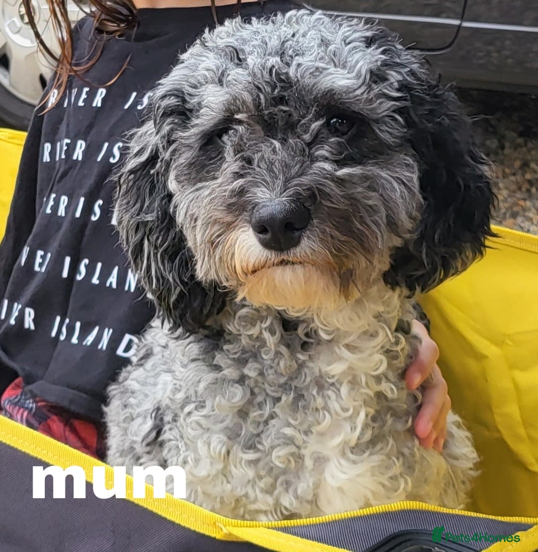 Cavapoo dogs for sale: Cavapoo puppies extensive health tested - Advert 25