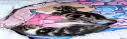 British Shorthair cats for sale: Kittens  in Walsall - Advert 4