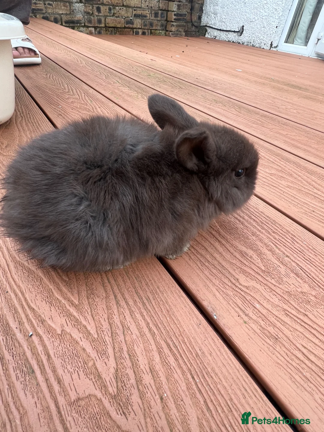 Mixed Breed rabbits for sale: Baby rabbits - Advert 2