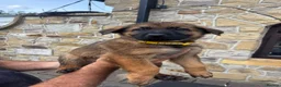 German Shepherd dogs for sale: German Shepherd puppies for sale - Advert 8