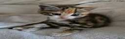 Mixed Breed cats for sale: Two lovely female tortoishell kittens - Advert 8